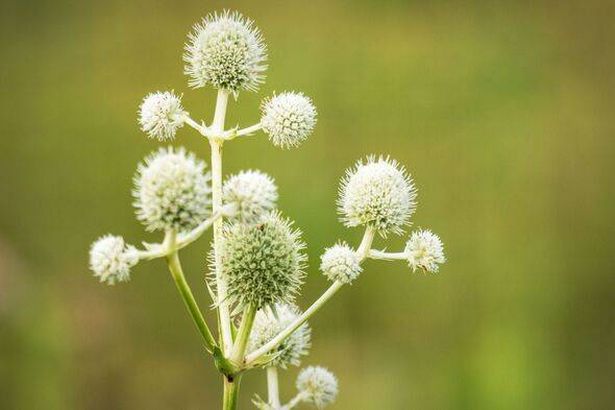 A close up shot of Rattlesnake Master, aka. button snakeroot, bear grass, button eryngo