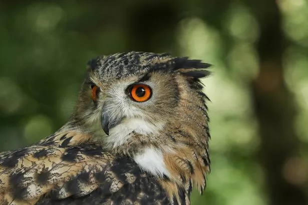 A headshot of a Eurasian Eagle-owl, Bubo bubo, at the British Wildlife Centre.