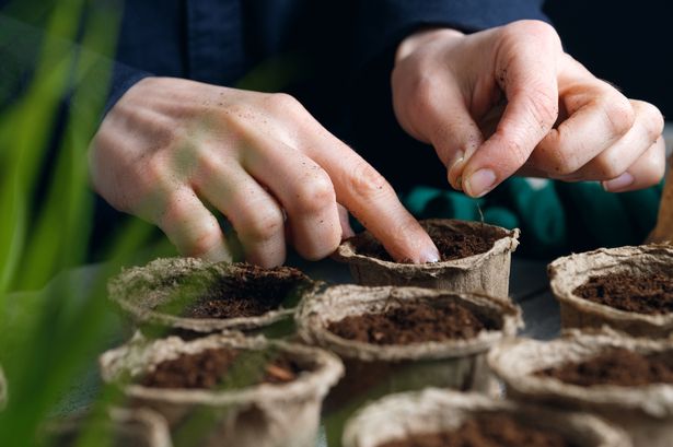A woman plants a seed in a peat pot filled with soil or black soil. 