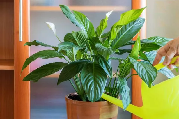 A woman's hand with a yellow watering can waters a home decorative perennial spathiphyllum flower.