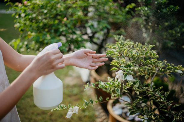 Close up of hand spraying on plant leaves