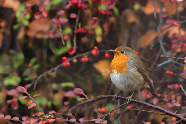 A cute robin looking for food in the Autumn garden.