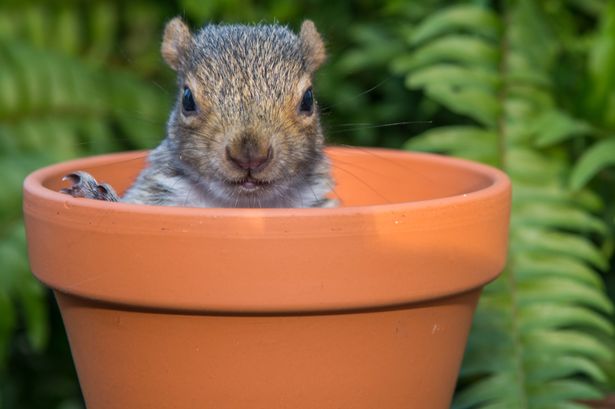 A baby Gray Squirrel hiding in a garden pot.