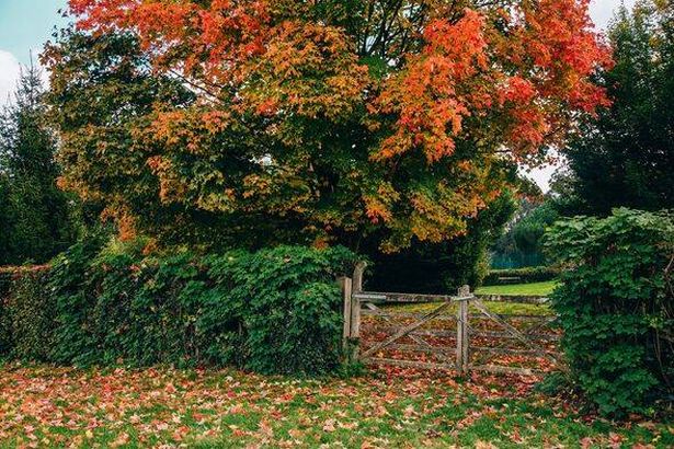 Beautiful autumn colour trees in the public park