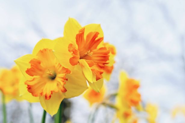 One Beautiful double layered yellow daffodil flower head close up on green background. flowerbed with Narcissus jonquil spring flowering