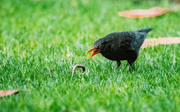 Blackbird (Turdus merula)