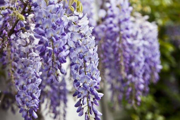 Blue wisteria in spring.