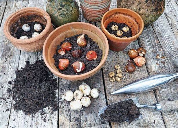 Bulbs in terracotta pots