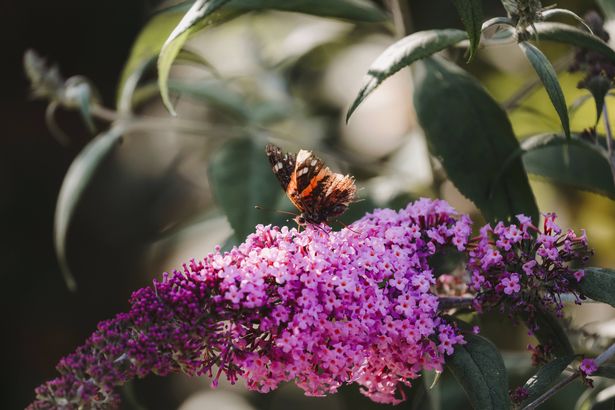 A red admiral butterfly with broken wings side viewis drinking nectar from the blossoms of a buddleia bush. Shot with a Canon 5D Mark IV.