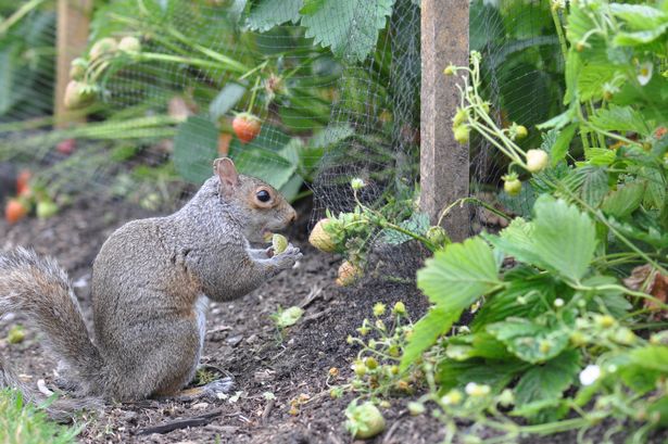 Grey squirrel eating strawberries at Key gardens vegetable garden