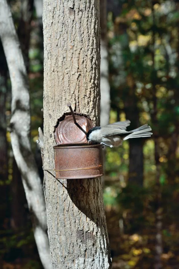 A close up of the chickadee at birdfeeder on tree.
