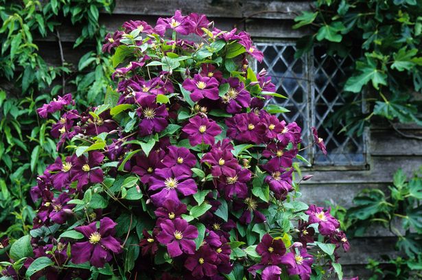 Clematis 'Etoile Violette'
