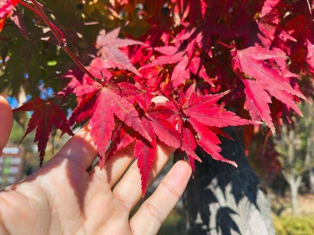 Close-Up of Red Maple Leaves Held by Hand in Autumn Sunlight