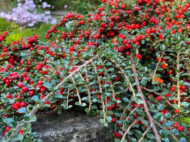 Stock photo showing branch of Cotoneaster horizontalis full of red berries hanging over a garden wall.