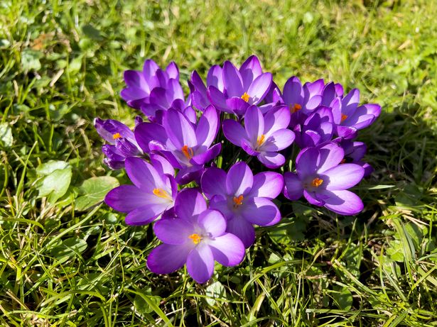 A patch of purple crocus flowers