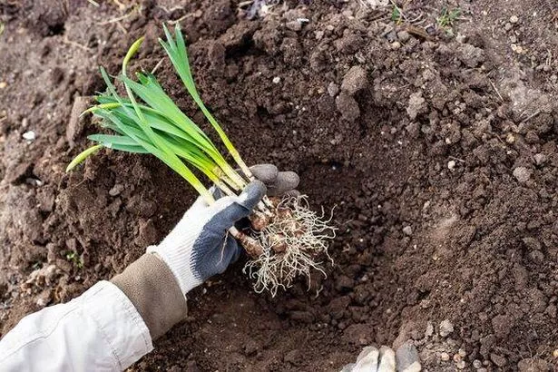 Daffodil bulb flower seedlings with sprouted leaves in the gardener's hand prepared for planting