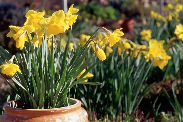 Daffodils grown in terracotta pot