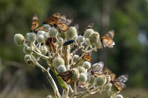 Vertical close up of Eryngium yuccifolium or rattlesnake master, button eryngo, and button snake-root perennial herb in tallgrass pampas of Uruguay filled with doubleday actinote butterflies
