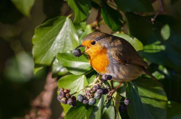 European Robin eating berries in a tree