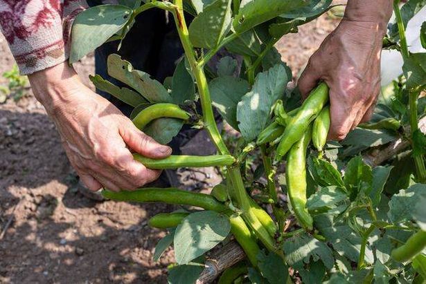 Farmer manually harvests broad beans in spring. Agriculture.
