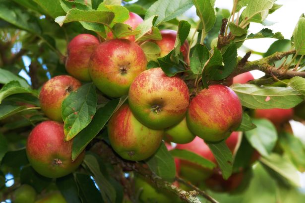 Fresh apple still on tree