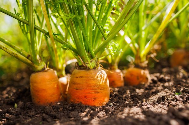 Close-up of fresh carrots growing in rich soil