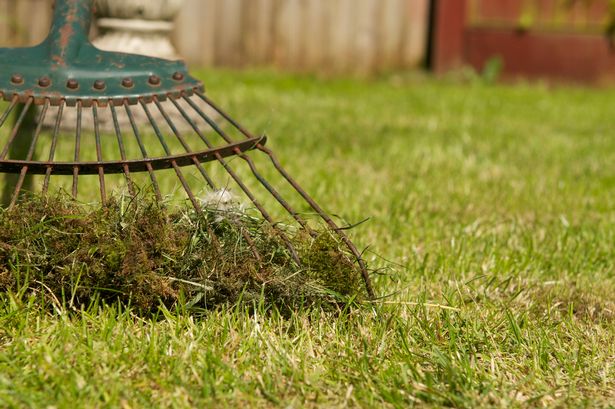 Garden rake with moss on grass