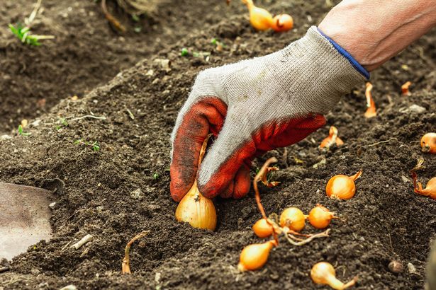 Planting bulbs