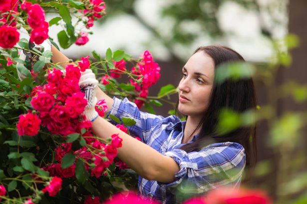 A woman tending to roses in her garden