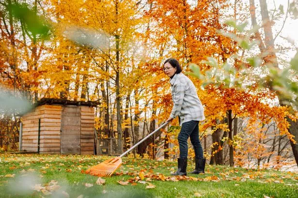 Mature woman housewife wearing plaid shirt collect yellow fallen leaves with a rake in the backyard of the house