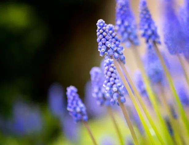 A grape hyacinth
