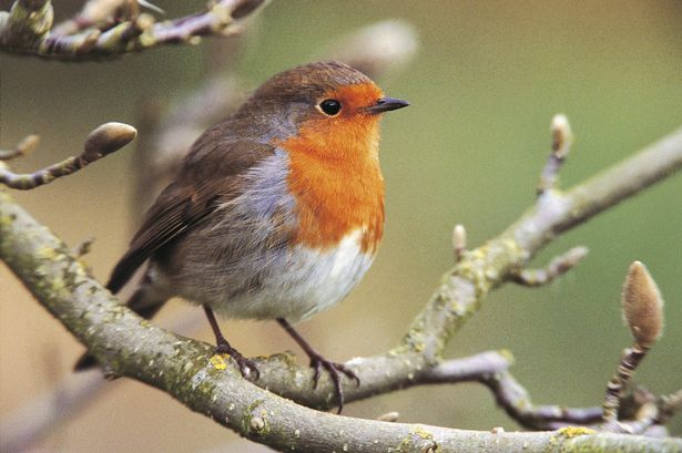 Robin Erithacus rubecula, on magnolia tree