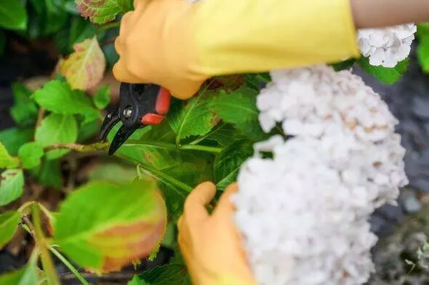 Hand pruning hydrangea bushes in a vibrant garden during late spring for healthy growth and beautiful blooms