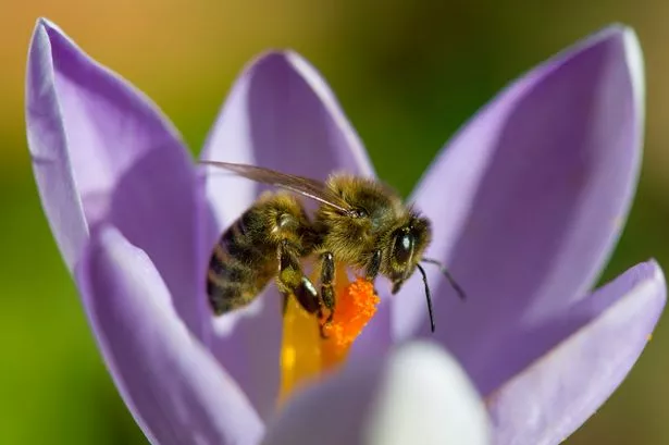 A honey bee lands on a crocus