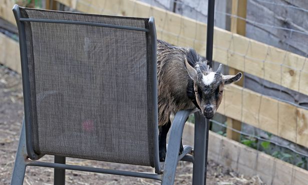 Some residents were worried about if the animals are being looked after (Picture: Jason Roberts / Manchester Evening News)