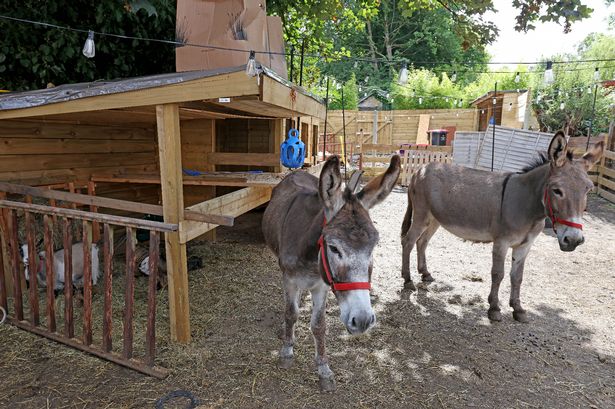 The animals are living in the back garden which has been turned into a 'farm' (Picture: Jason Roberts / Manchester Evening News)