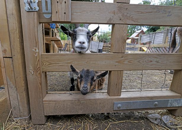 There are goats in the garden too (Picture: Jason Roberts / Manchester Evening News)