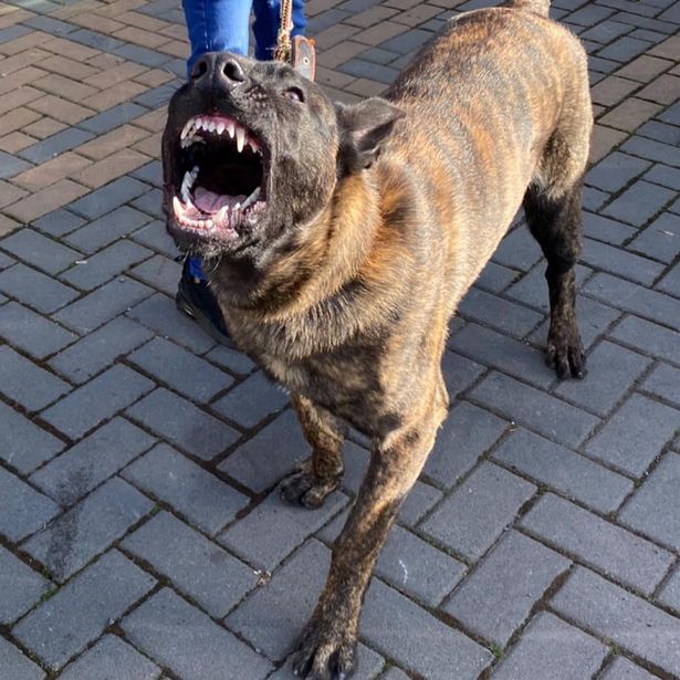 The dog which is believed to be Zeus