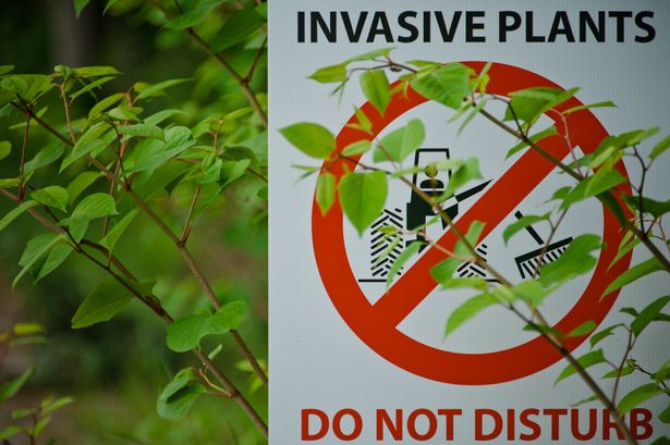Japanese knotweed warning 