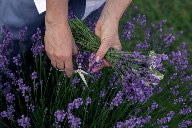 Pruning lavender