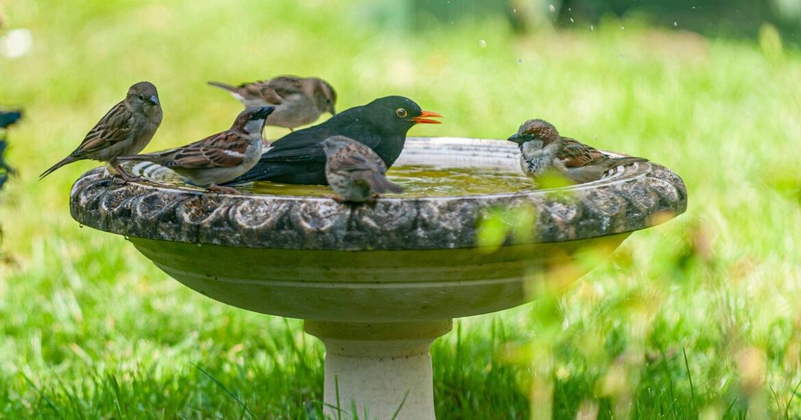 Gardeners urged to do one thing to ‘naturally’ attract birds Ipso logo