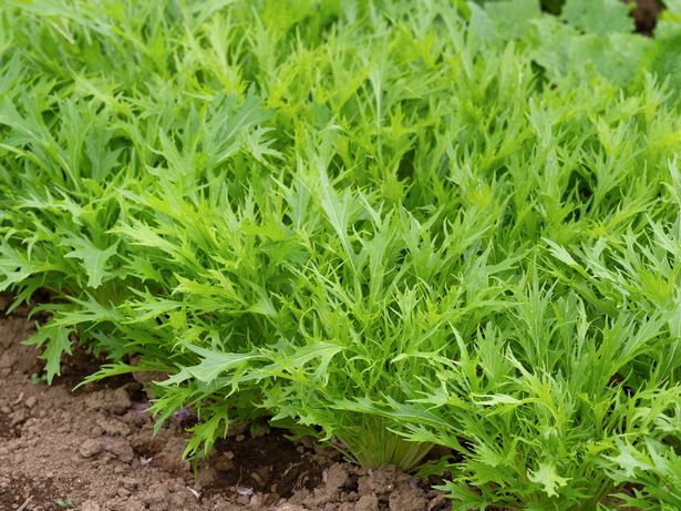 Mizuna seedlings planted in a field