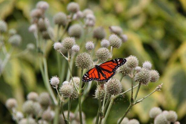 Monarch on rattlesnake master plant