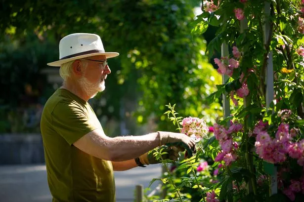 A gardener working with Roses in a community garden
