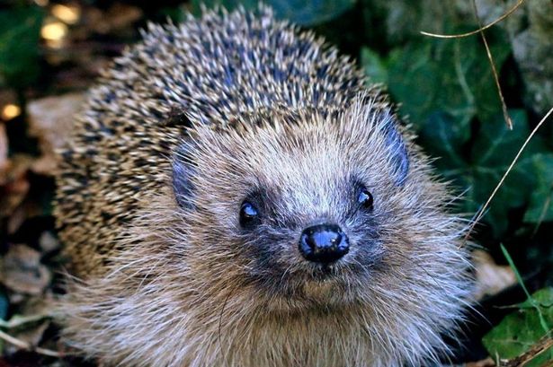 Hedgehog