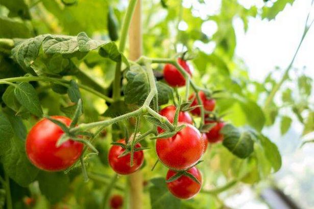 Organic tomato plant