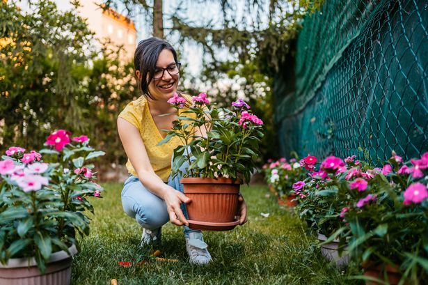 Person gardening