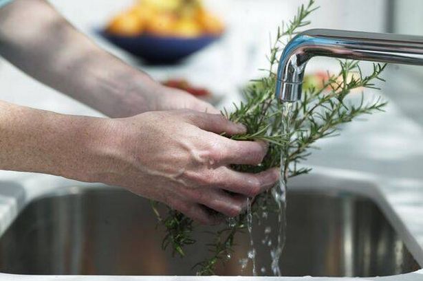 Person washes rosemary in sink