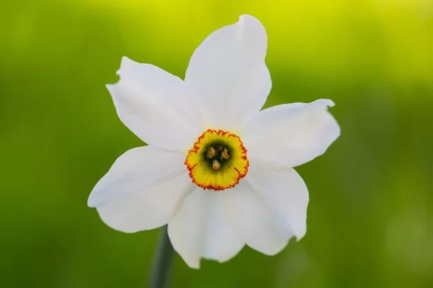 A close up of a pretty white daffodil