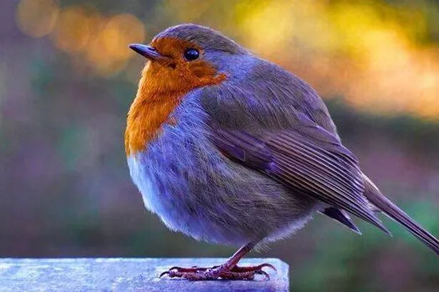 Picture of a chubby and healthy robin 